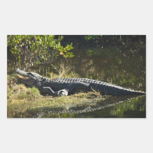 Sticker Rectangulaire Alligator américain se reposant le long d'une zone (Devant)