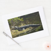 Sticker Rectangulaire Alligator américain se reposant le long d'une zone (Enveloppe)