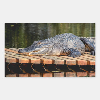 Sticker Rectangulaire Alligator at Homosassa Springs Wildlife State Park