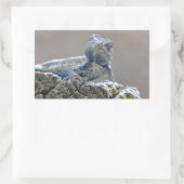 Sticker Rectangulaire Alligator du ventre bleu Lizard (Sac)