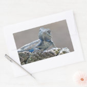 Sticker Rectangulaire Alligator du ventre bleu Lizard (Enveloppe)