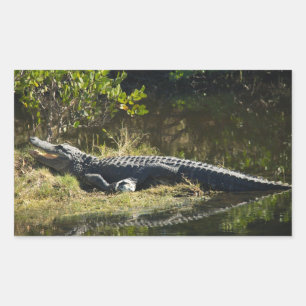 Sticker Rectangulaire Alligator se faisant chauffer au soleil sur la riv