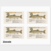 Sticker Rectangulaire Amago (Oncorhynchus masou ishikawae) – English (Feuille)