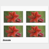 Sticker Rectangulaire Amaryllis (Feuille)