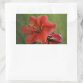 Sticker Rectangulaire Amaryllis (Sac)
