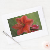 Sticker Rectangulaire Amaryllis (Enveloppe)