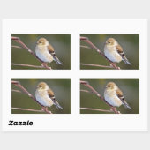 Sticker Rectangulaire Américain Goldfinch (Feuille)