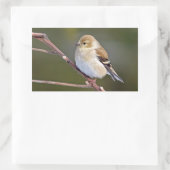 Sticker Rectangulaire Américain Goldfinch (Sac)
