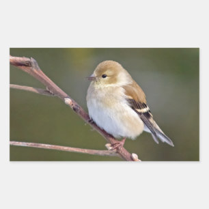 Sticker Rectangulaire Américain Goldfinch