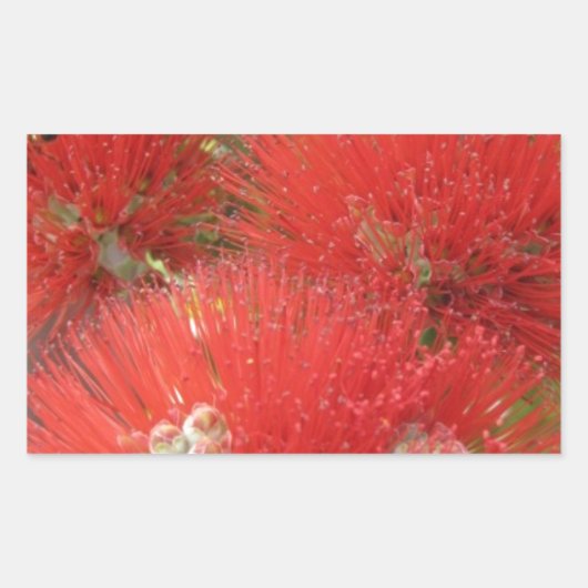 Sticker Rectangulaire Amérindienne d'Hawaï Ohia Lehua (Devant)