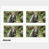 Sticker Rectangulaire Amusante orignal (Feuille)
