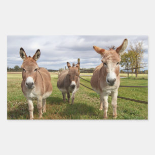 Sticker Rectangulaire Âne trois