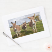 Sticker Rectangulaire Âne trois (Enveloppe)