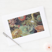 Sticker Rectangulaire Anémone de mer Nature scientifique Océan (Enveloppe)