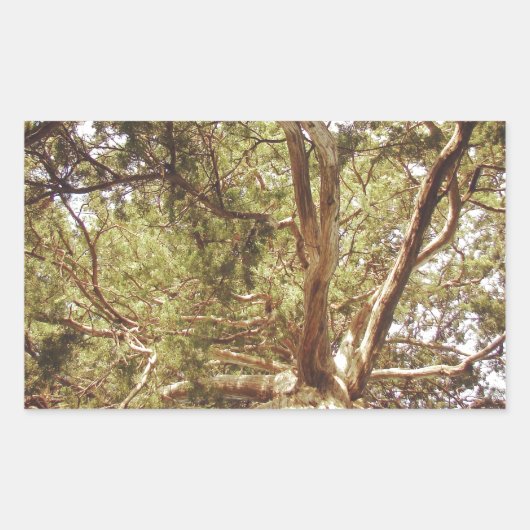 Sticker Rectangulaire Arbre (Devant)