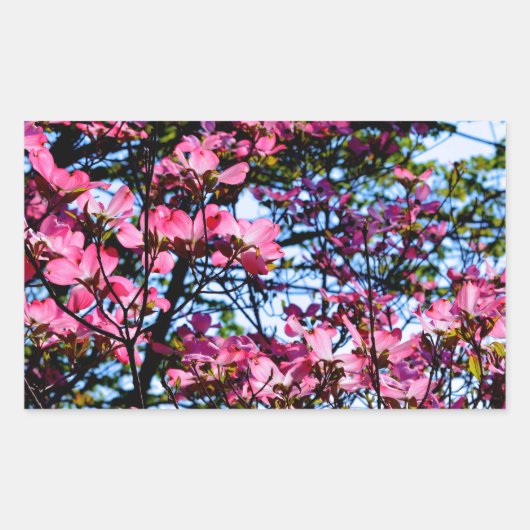Sticker Rectangulaire Arbre de Dogwood rose (Devant)