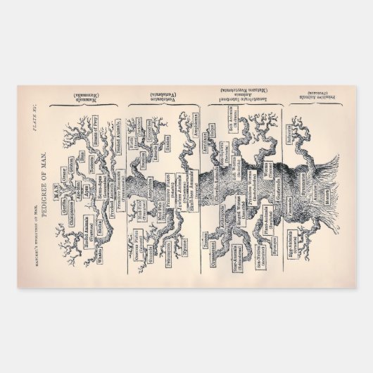 Sticker Rectangulaire "Arbre de vie" 1859 illustration par Ernst Haeckel (Devant)