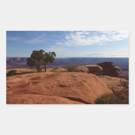 Sticker Rectangulaire Arbre hors des rochers rouges dans le parc nationa (Devant)