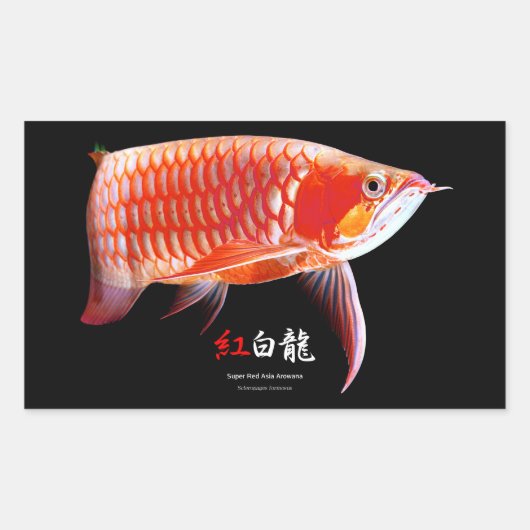 Sticker Rectangulaire Asian Arowana の優良製品 (Devant)