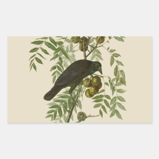 Sticker Rectangulaire Audubon American Crow Black Bird (Devant)