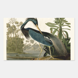 Sticker Rectangulaire Audubon Héron de Louisiane Oiseaux Amérique Art