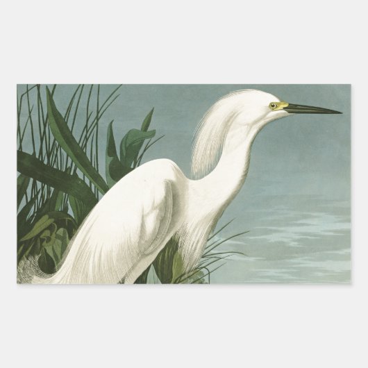 Sticker Rectangulaire Audubon Héron de neige Oiseaux d'aigrettes blanche (Devant)