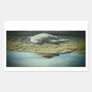 Sticker Rectangulaire Baignade au soleil collants de tortue marine