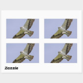 Sticker Rectangulaire Balbuzard pêcheur avec poisson (Feuille)