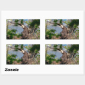 Sticker Rectangulaire Bald Eagle quittant le nid (Feuille)