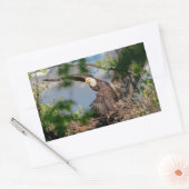 Sticker Rectangulaire Bald Eagle quittant le nid (Enveloppe)