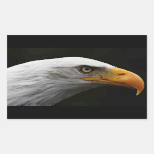 Sticker Rectangulaire Bald Eagle stcn