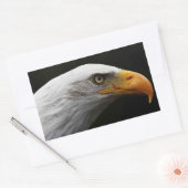 Sticker Rectangulaire Bald Eagle stcna (Enveloppe)