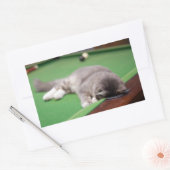 Sticker Rectangulaire Bassin de jeu Kitten (Enveloppe)