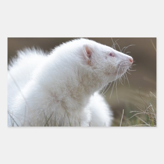 Sticker Rectangulaire Beau Albino Ferret (Devant)