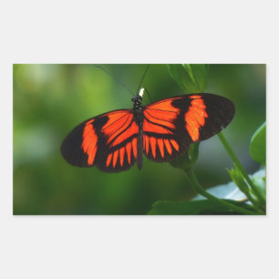 Sticker Rectangulaire Beau Papillon rouge et noir fière