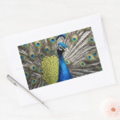Sticker Rectangulaire Beau Peacock (Enveloppe)