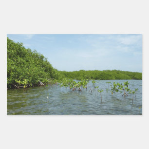 Sticker Rectangulaire Bébé arbres de mangrove Caraïbes Nature