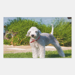 Sticker Rectangulaire bedlington-terrier-full.png