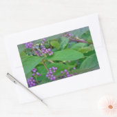 Sticker Rectangulaire Belle-Belle américaine (Callicarpa americana) (Enveloppe)