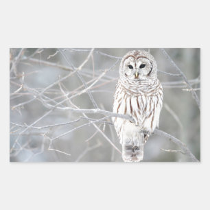 Sticker Rectangulaire Belle conception de Chouette blanche