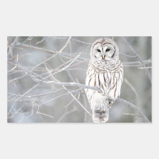 Sticker Rectangulaire Belle conception de Chouette blanche (Devant)