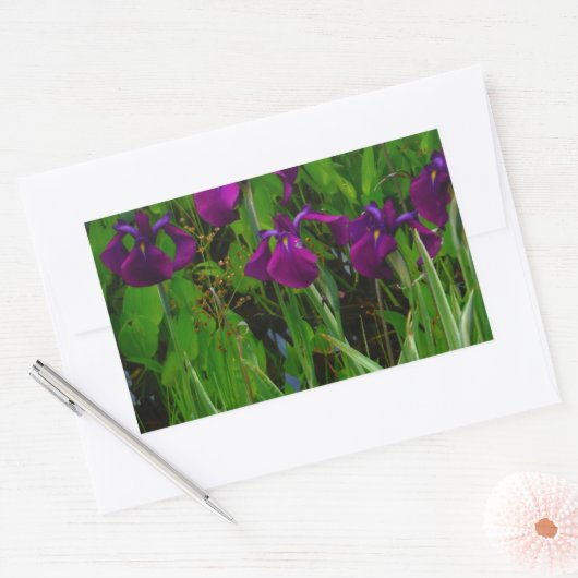 Sticker Rectangulaire Belle Iris Violet (Enveloppe)