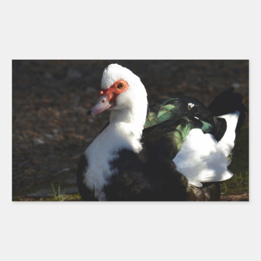 Sticker Rectangulaire Belle Muscovy Drakelet (Devant)