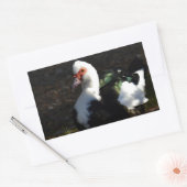 Sticker Rectangulaire Belle Muscovy Drakelet (Enveloppe)