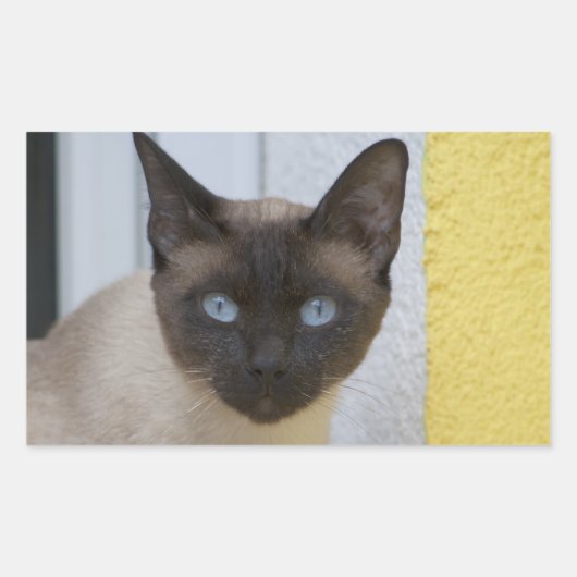 Sticker Rectangulaire Belle pointe de phoque Chat siamois (Devant)