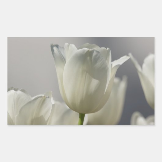 Sticker Rectangulaire Belle Tulipe de printemps blanche (Devant)