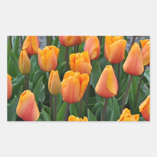 Sticker Rectangulaire Belle tulipe orange (Devant)
