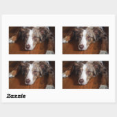 Sticker Rectangulaire berger australien merle rouge pondre plat (Feuille)