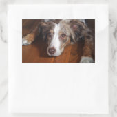 Sticker Rectangulaire berger australien merle rouge pondre plat (Sac)