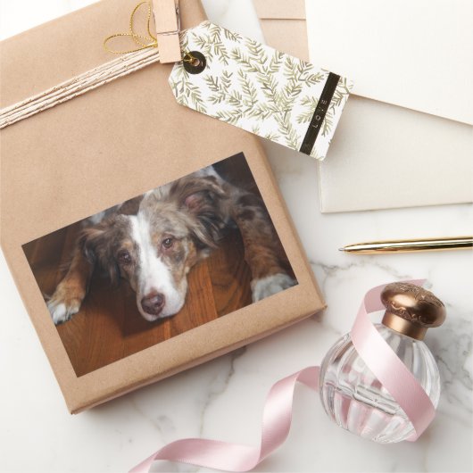 Sticker Rectangulaire berger australien merle rouge pondre plat (Cadeaux)